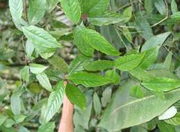 صورة Psychotria tenerior (Cham.) Müll. Arg.