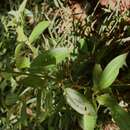 Image of Aciotis rubricaulis (C. Martius ex DC.) Triana