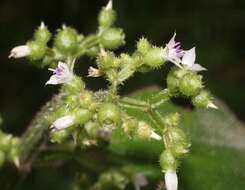 Image of Aciotis rubricaulis (C. Martius ex DC.) Triana