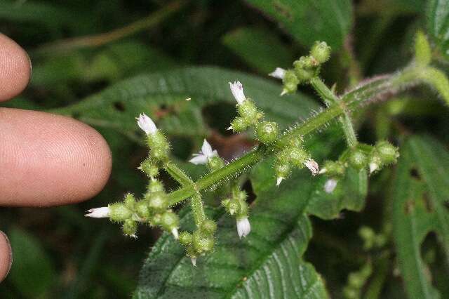 Image of Aciotis rubricaulis (C. Martius ex DC.) Triana