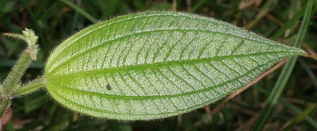 Image of Aciotis rubricaulis (C. Martius ex DC.) Triana