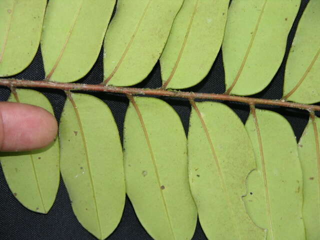 Image of Simarouba amara Aubl.