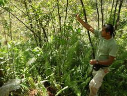 Mikania cordifolia (L. fil.) Willd. resmi