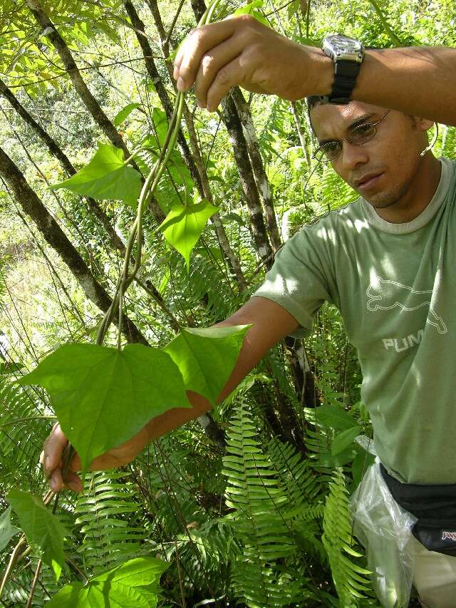 Mikania cordifolia (L. fil.) Willd. resmi