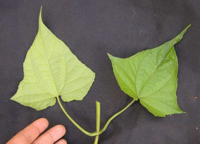 Mikania cordifolia (L. fil.) Willd. resmi