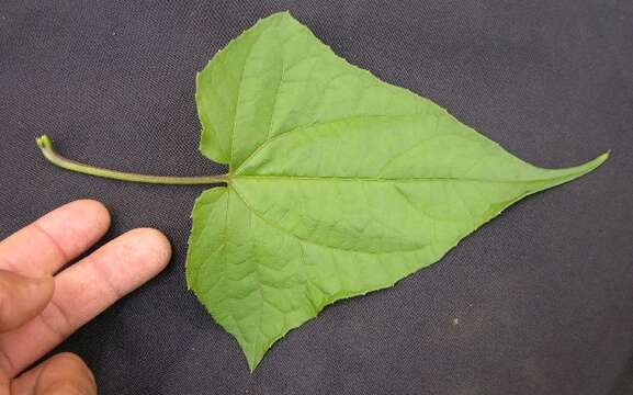 Image de Mikania cordifolia (L. fil.) Willd.