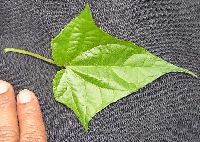 Mikania cordifolia (L. fil.) Willd. resmi