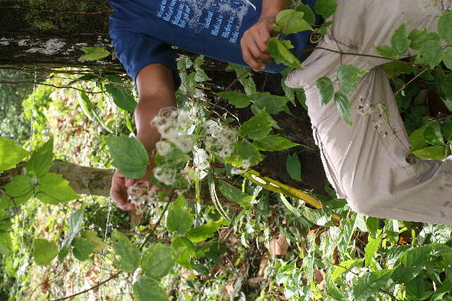 Image of Clematis haenkeana Presl