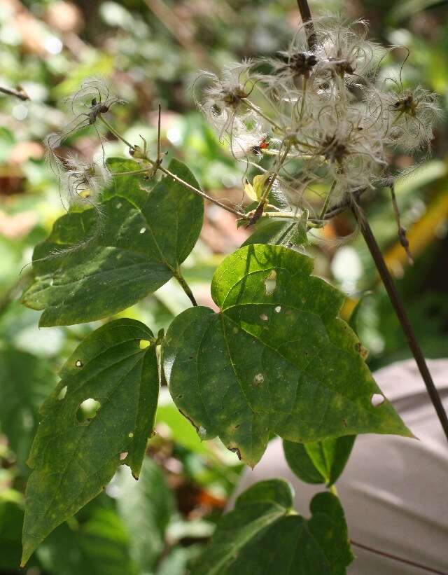 Image of Clematis haenkeana Presl