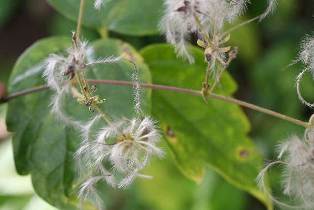 Image of Clematis haenkeana Presl