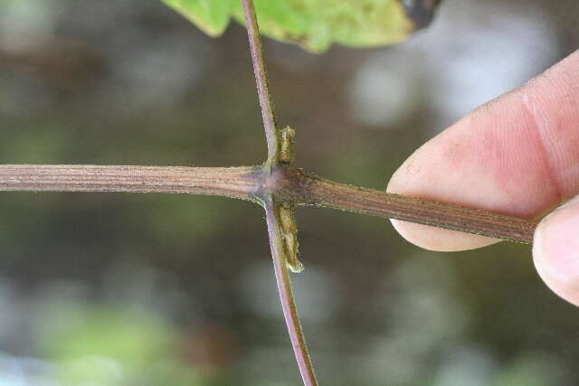 Image of Clematis haenkeana Presl