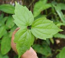 Image of Clematis haenkeana Presl