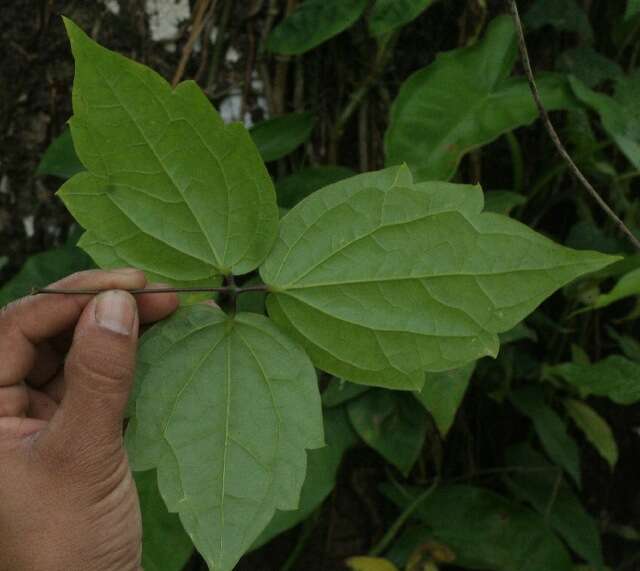 Image of Clematis haenkeana Presl