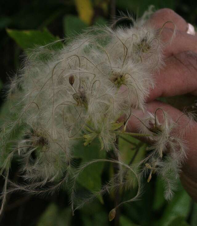 Image of Clematis haenkeana Presl