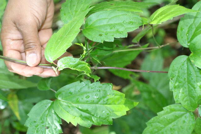 Image of Clematis haenkeana Presl