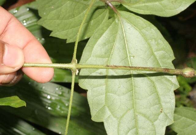 Image of Clematis haenkeana Presl