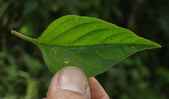 Image of Juba's bush