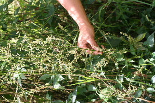 Image of Juba's bush