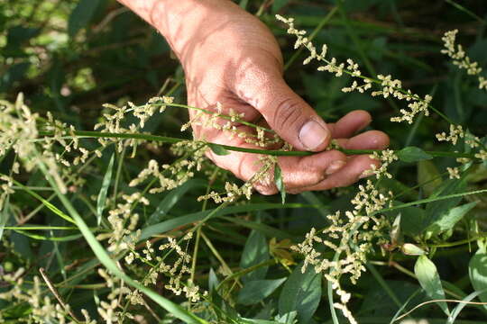 Image of Juba's bush