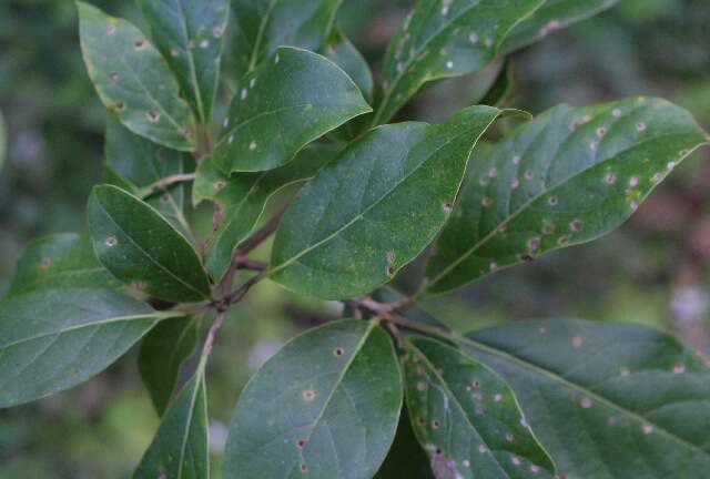 Image of Spanish elm