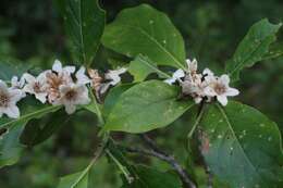 Image of Spanish elm