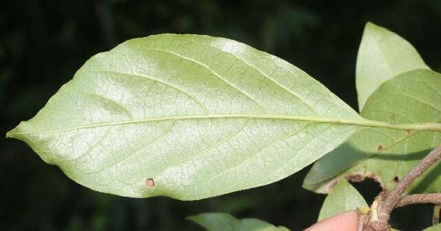 Image of Spanish elm