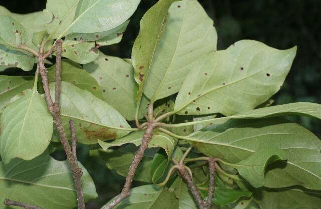 Image of Spanish elm