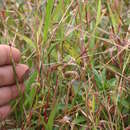 Image of stalkleaf murainagrass