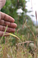 Image of Stalk-Leaf Muraina Grass
