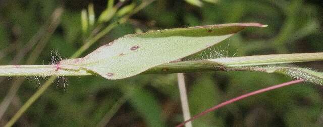 Image of Stalk-Leaf Muraina Grass