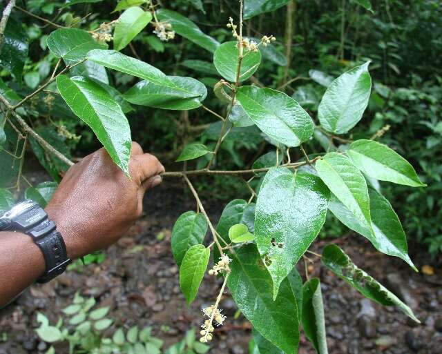 Croton billbergianus Müll. Arg. resmi