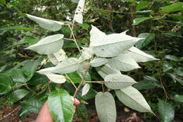 Croton billbergianus Müll. Arg. resmi