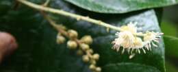 Image of Croton billbergianus Müll. Arg.