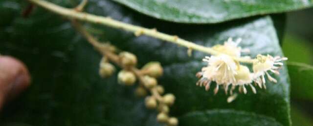 Croton billbergianus Müll. Arg. resmi