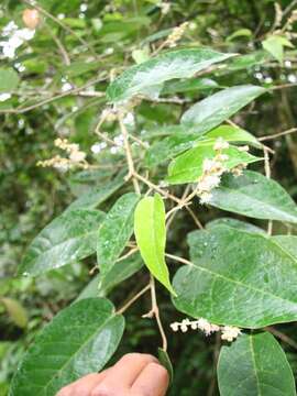 Image of Croton billbergianus Müll. Arg.