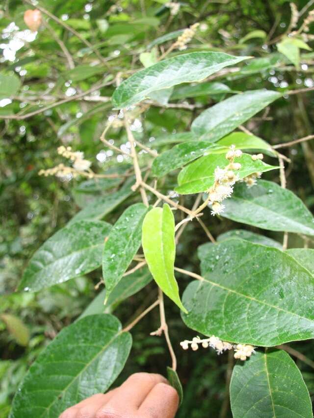 Croton billbergianus Müll. Arg. resmi