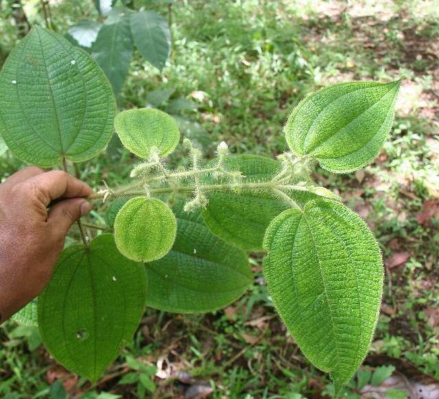 Imagem de Miconia lacera (Bonpl.) Naud.