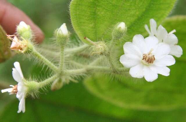 Imagem de Miconia lacera (Bonpl.) Naud.