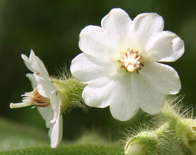 Imagem de Miconia lacera (Bonpl.) Naud.