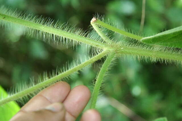 Imagem de Miconia lacera (Bonpl.) Naud.