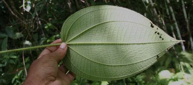 Imagem de Miconia lacera (Bonpl.) Naud.