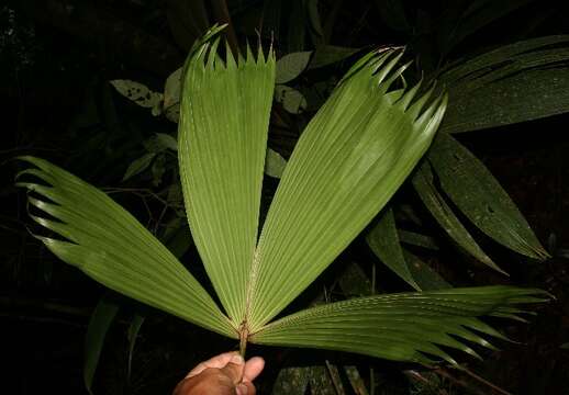 Image of Carludovica sulcata Hammel