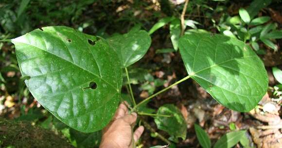 Image of Hernandia stenura Standley