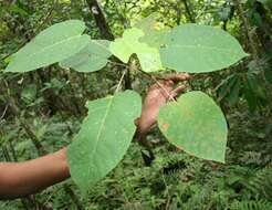 Croton billbergianus Müll. Arg. resmi