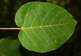 Image of Croton billbergianus Müll. Arg.