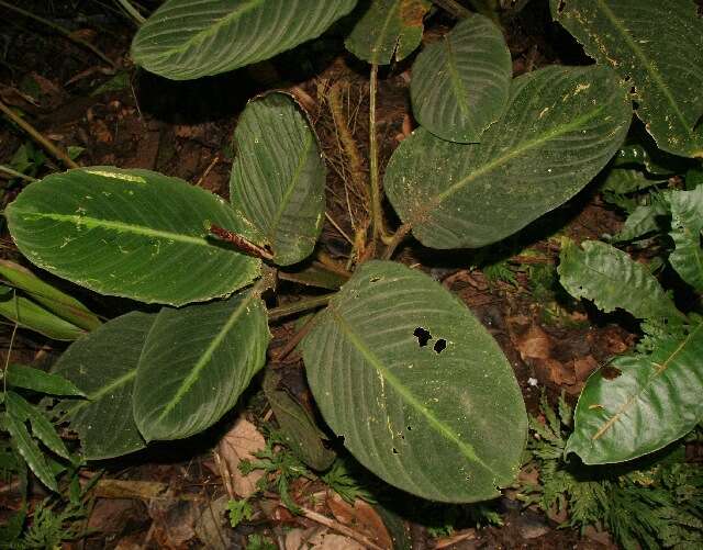 صورة Goeppertia leucostachys (Hook. fil.) Borchs. & S. Suárez