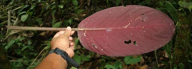 صورة Goeppertia leucostachys (Hook. fil.) Borchs. & S. Suárez