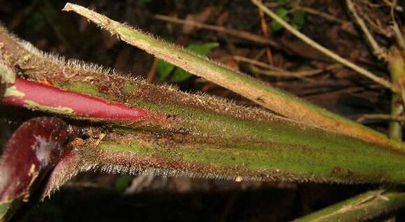 صورة Goeppertia leucostachys (Hook. fil.) Borchs. & S. Suárez