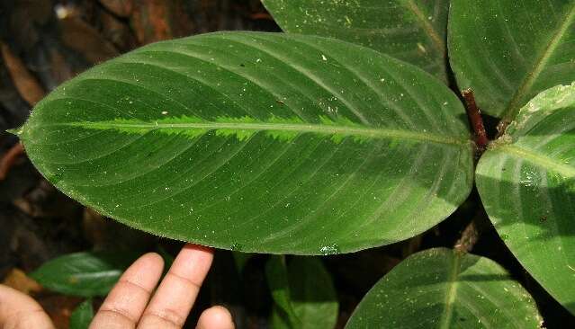 صورة Goeppertia leucostachys (Hook. fil.) Borchs. & S. Suárez