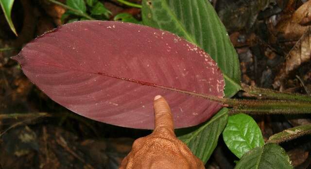 صورة Goeppertia leucostachys (Hook. fil.) Borchs. & S. Suárez